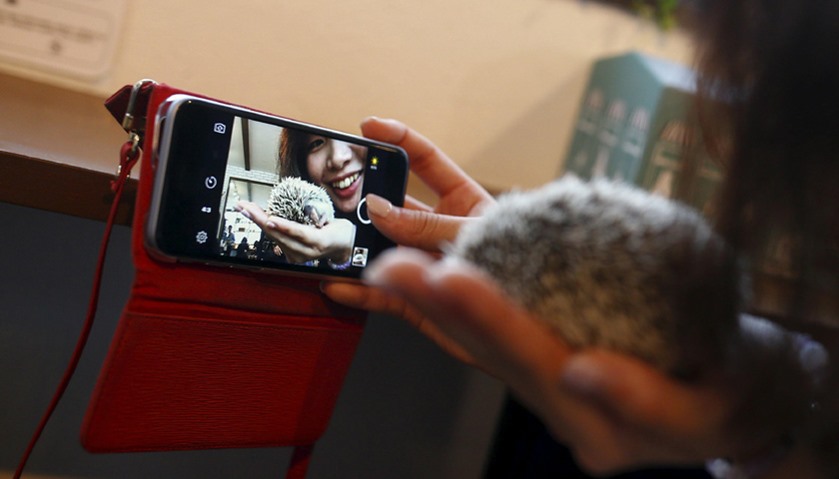 A woman takes a selfie with a hedgehog at the Harry hedgehog cafe in Tokyo, Japan