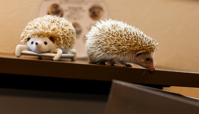 A hedgehog walks next to a mobile phone with a hedgehog cover at the Harry hedgehog cafe in Tokyo, J