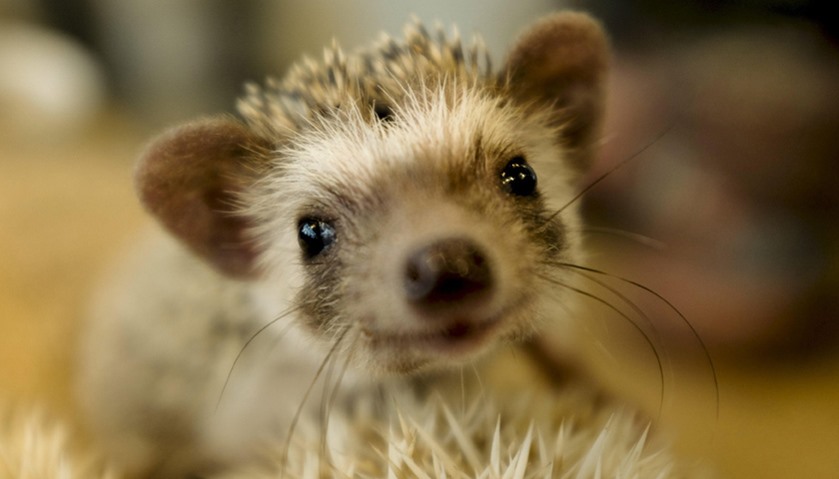 A hedgehog sits in a glass enclosure at the Harry hedgehog cafe in Tokyo, Japan