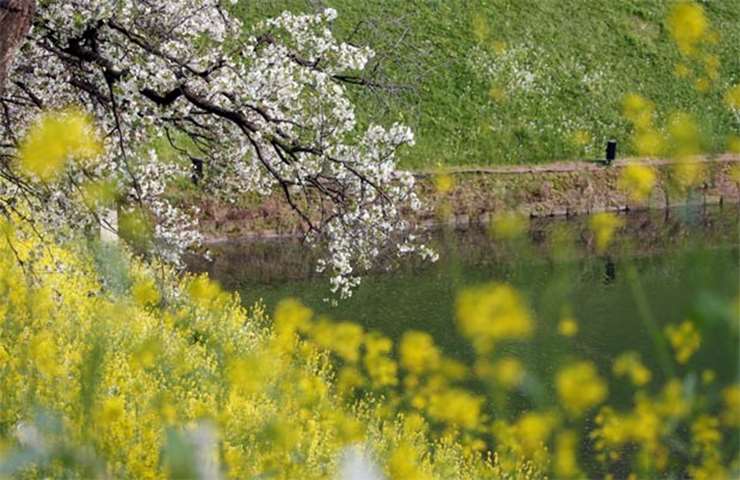 Cherry blossoms and a mustard field are seen at a moat of the Imperial Palace in Tokyo