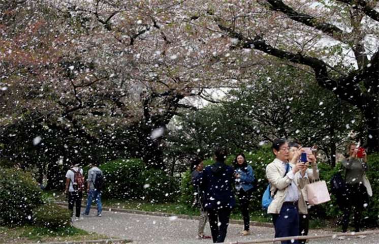 People film a shower of cherry blossoms at a park in Tokyo on Monday