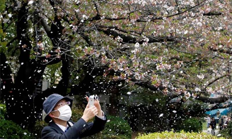 A man films a shower of cherry blossoms