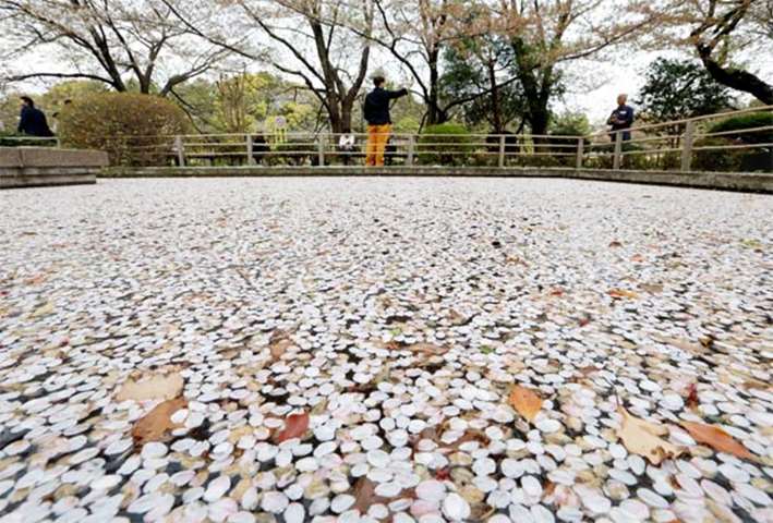 Petals of cherry blossoms are seen on a pond at a Tokyo park