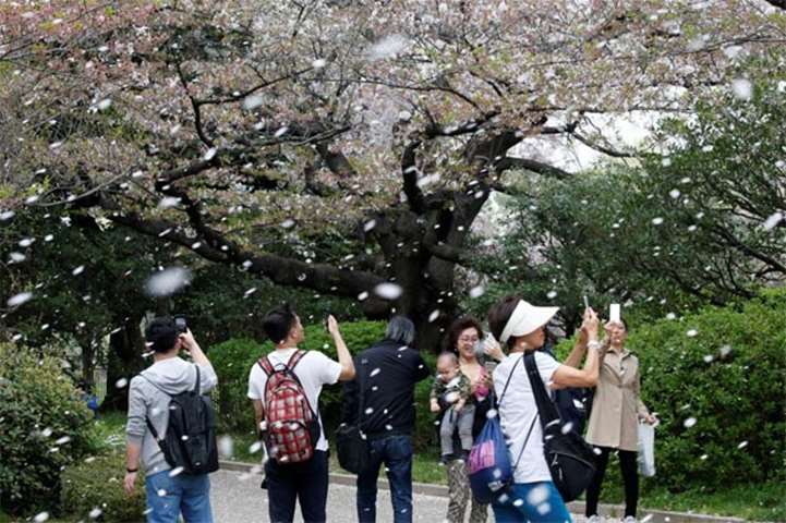People film a shower of cherry blossoms at a park in Tokyo