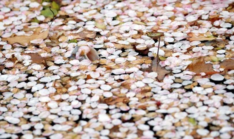 A mouth of a carp is seen at a pond covered with petals of cherry blossoms