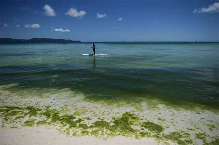 A man uses a paddle boat as green algae can be seen on the bay of Boracay