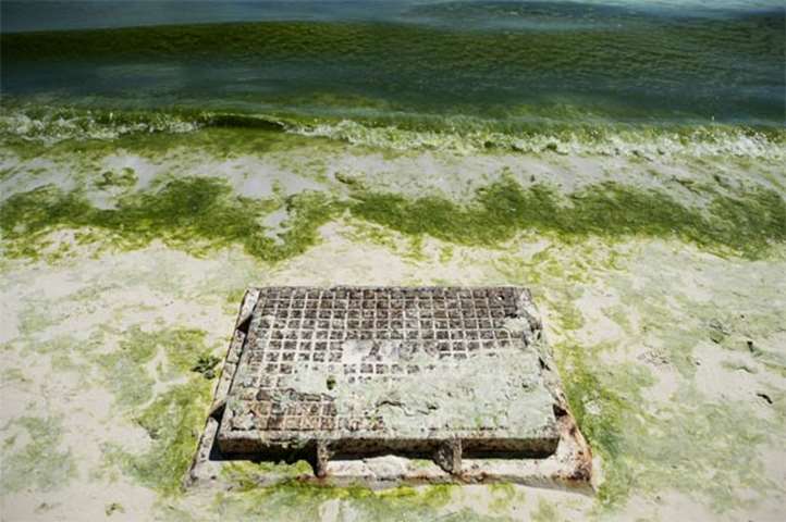 Green algae can be seen on the bay of Boracay