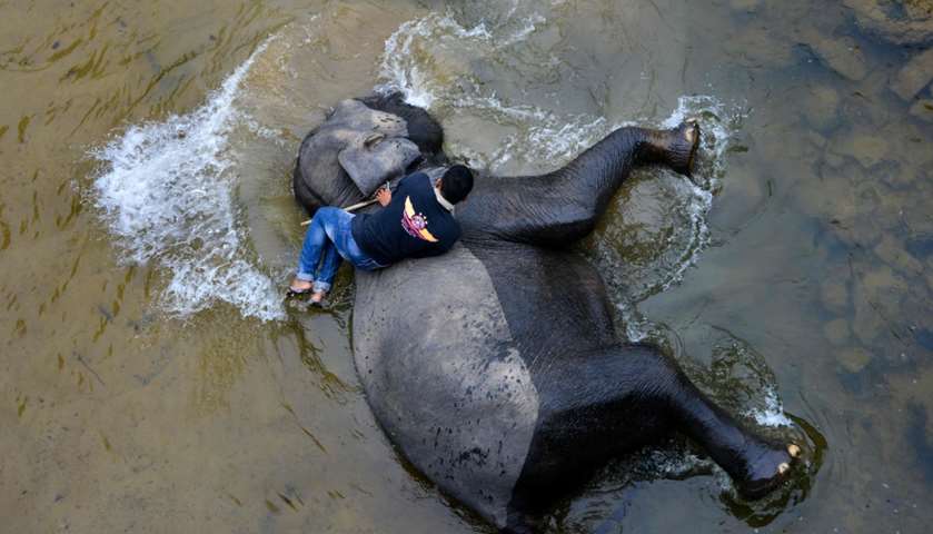 A mahout bathes an elephant in a river