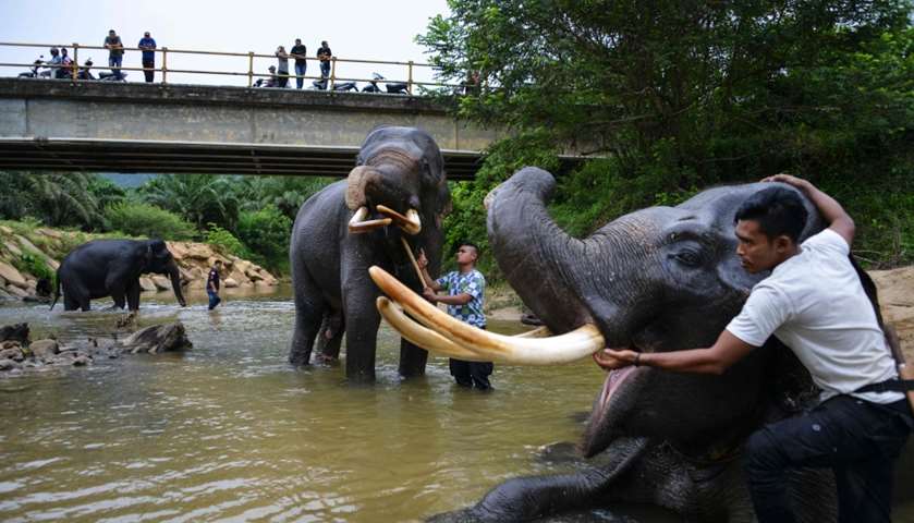 Mahouts bath elephants in a river