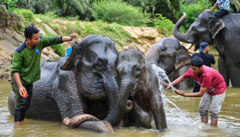 Mahouts bath elephants in a river
