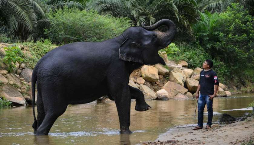 A mahout trains an elephant in a river 
