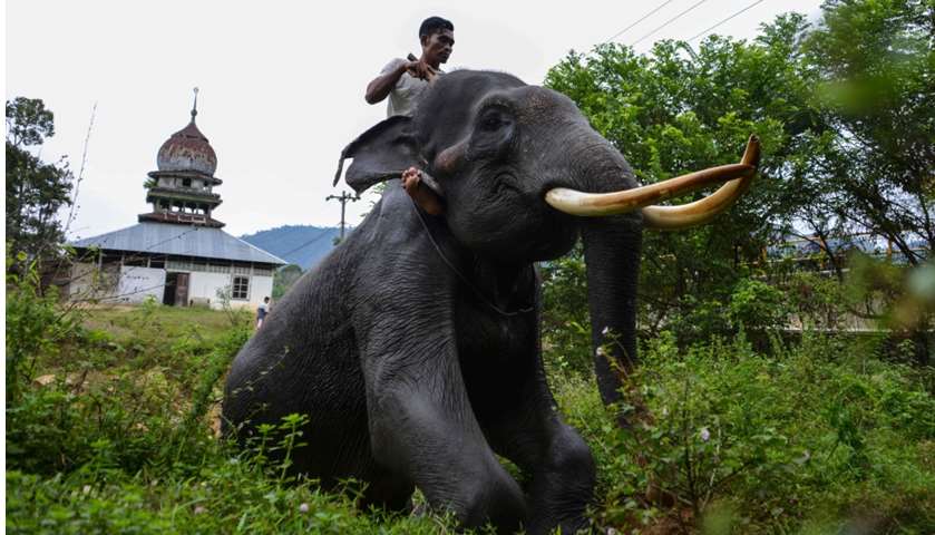A mahout rides an elephant after bathing
