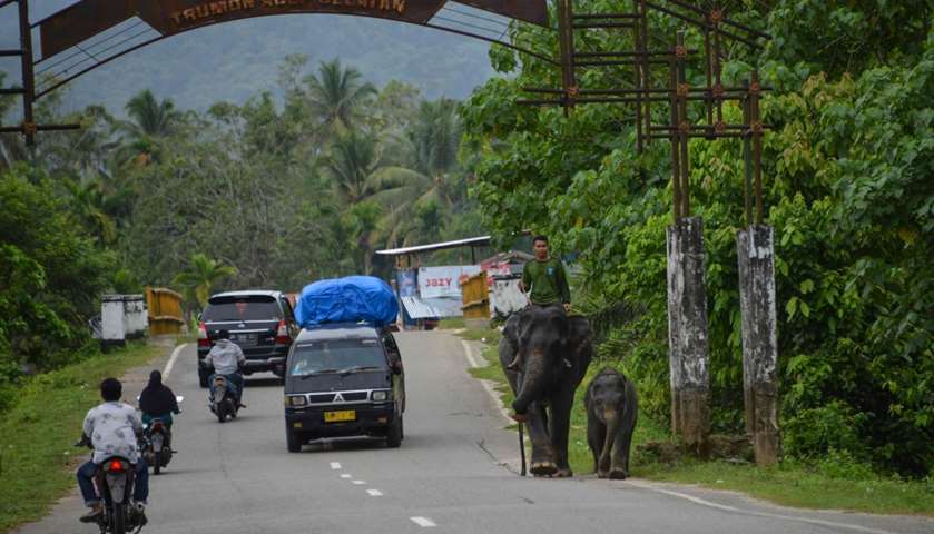 A mahout riding an elephant and a baby crosses a road