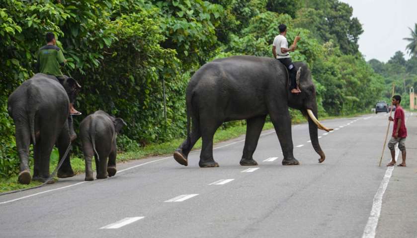 A mahout riding an elephant and a baby crosses a road