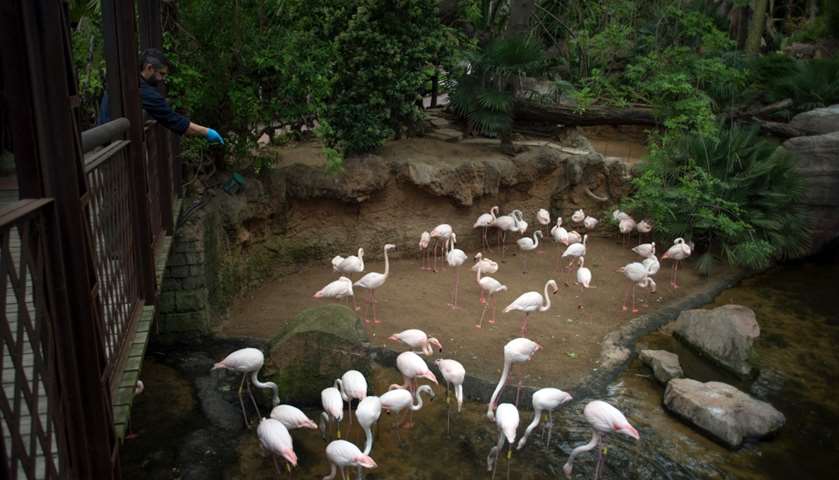 A zookeeper throws food in the flamingos\' enclosure