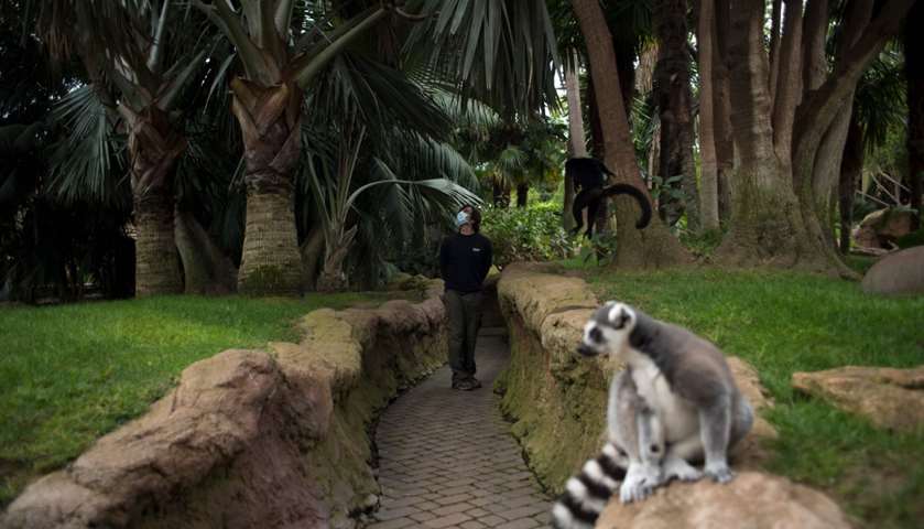 Spanish veterinarian Jesus Recueros, walks at the lemur enclosure