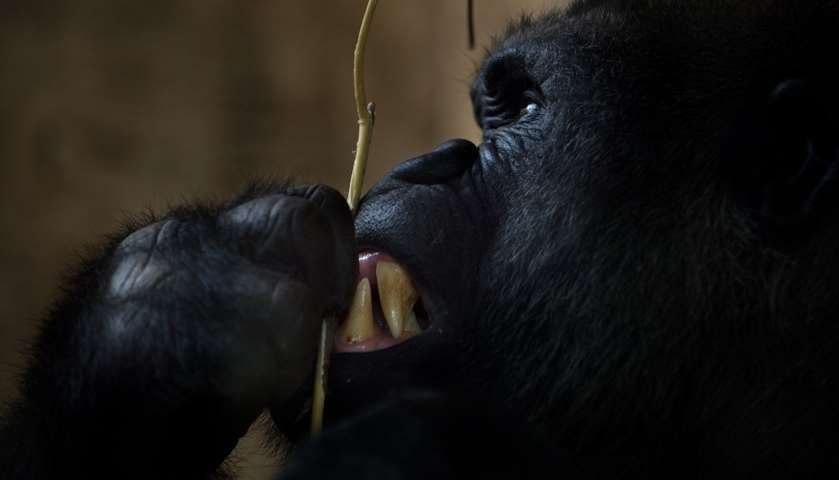 A gorilla eats