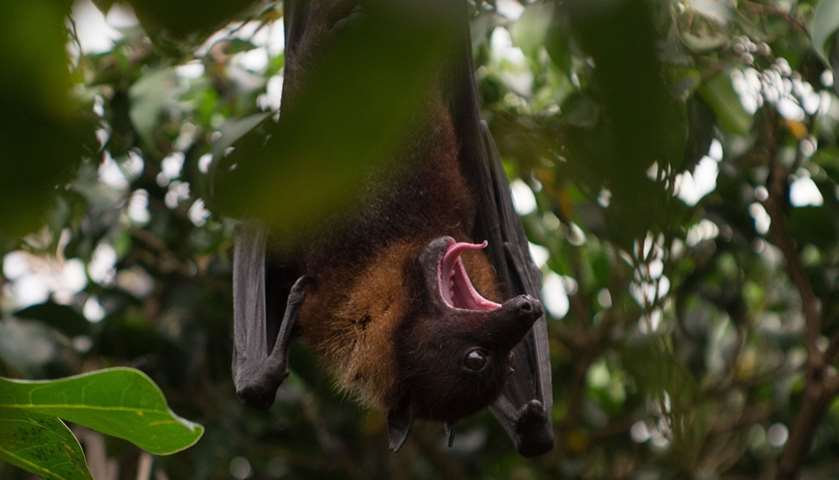 An Indian flying fox opens its mouth