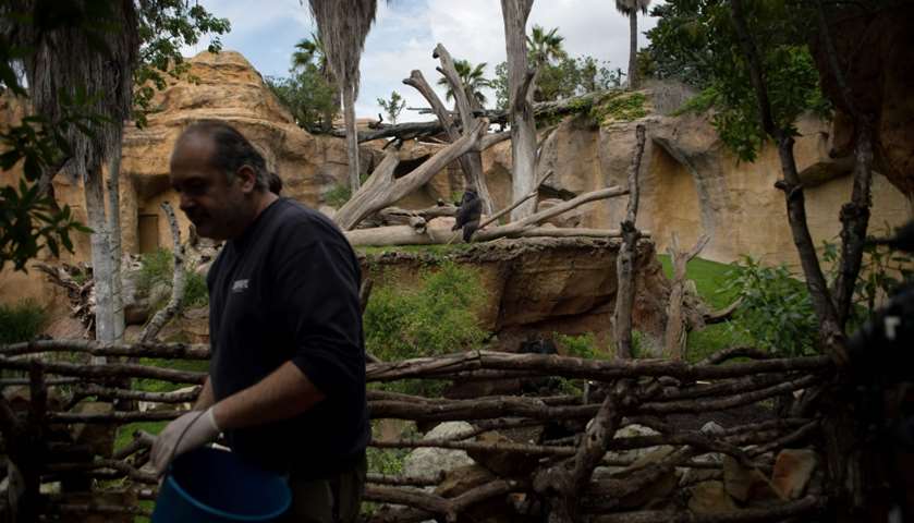 A zookeeper walks past the gorillas\' enclosure