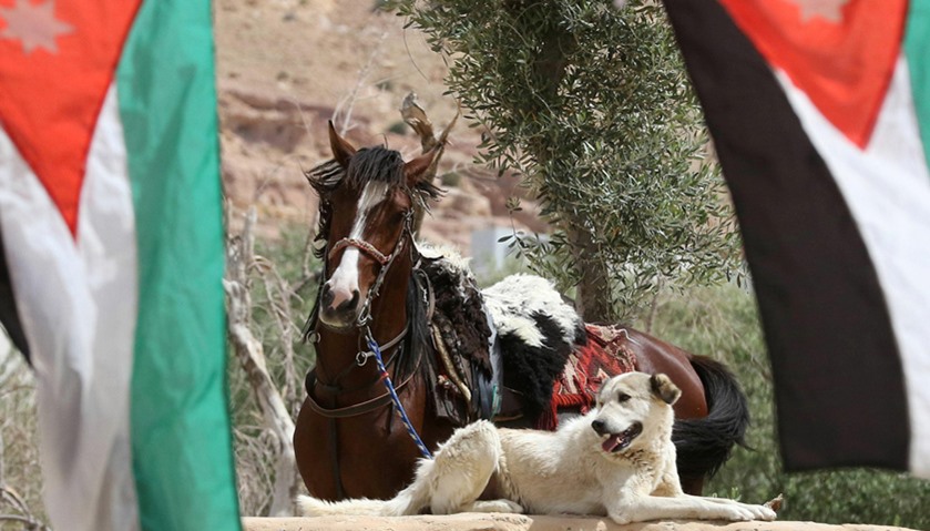 A horse and a dog are seen next to Jordanian national flags in the ancient city of Petra in Jordan