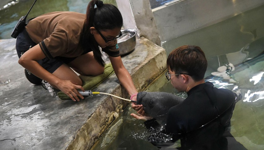 Aquarists at Singapore River Safari park feed a West Indian calf manatee abandoned by its mother