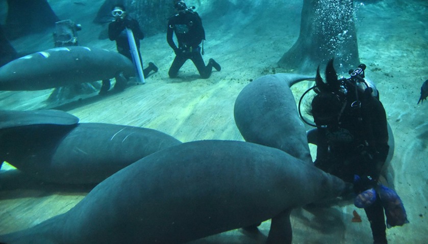 Aquarists feed West Indian manatees inside the tank at the River Safari theme park in Singapore