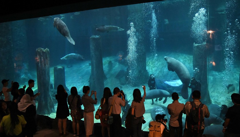Members of the media watch as West Indian manatees swim along with other freshwater species