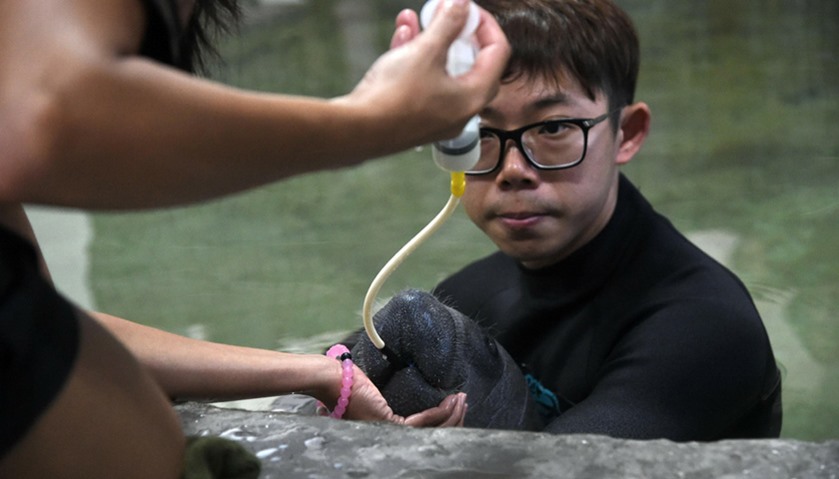 Aquarists at Singapore\'s River Safari theme park feed a West Indian calf manatee