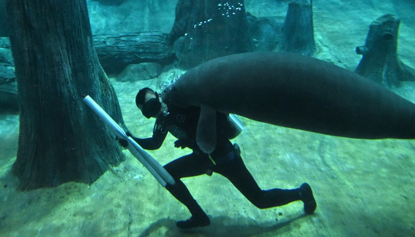 A West Indian manatee swims close to a aquarist at the River Safari theme park in Singapore