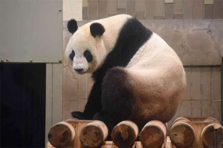 Eleven-year-old female giant panda Shin Shin takes a rest in her cage at Tokyo\'s Ueno zoo