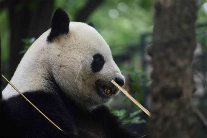 Male giant panda Ri Ri is seen in his cage at Ueno zoo on Wednesday