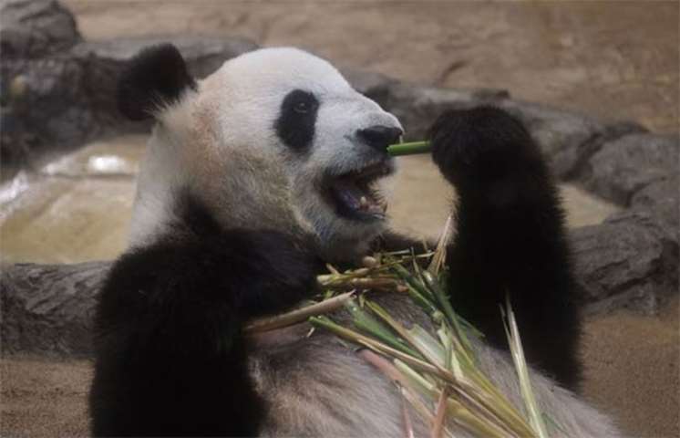 Eleven-year-old female giant panda Shin Shin eats bamboo in her cage at the zoo