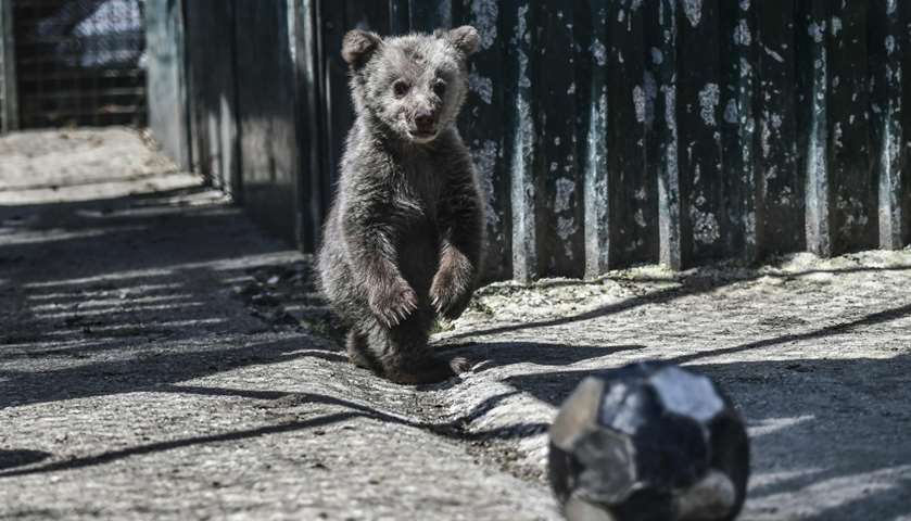 A bear cub called Luigi stands in the sanctuary
