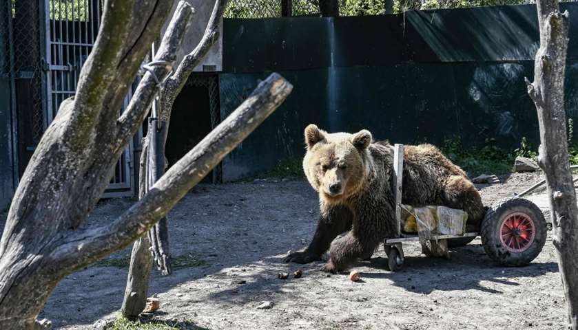 Usko, a three-year-old paralysed bear