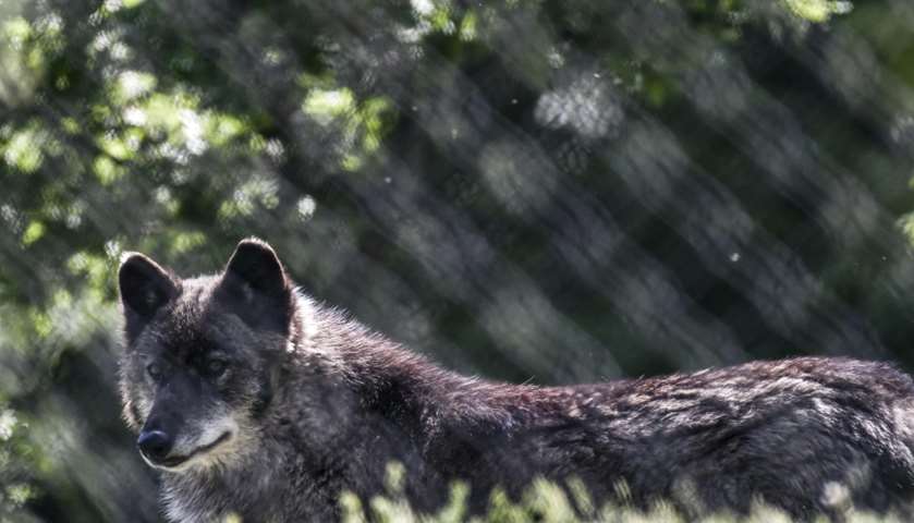 A wolf walks at the  sanctuary