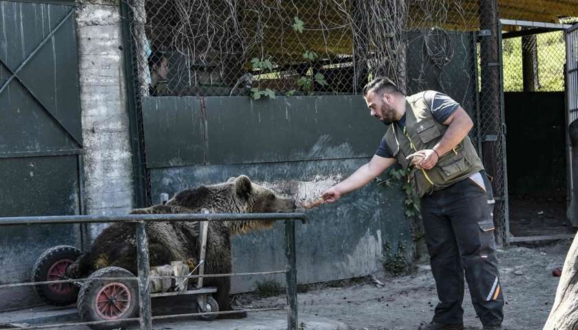 Dimitris Nikolaou feeds three-year-old paralysed bear Usko