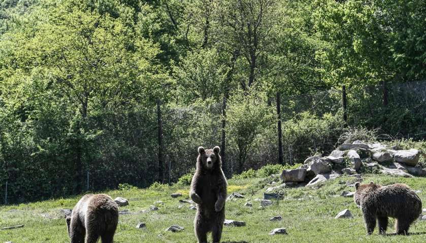 A bear stands at the sanctuary