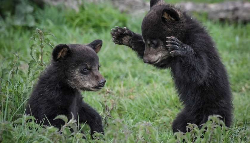 Newly born Baribal American black bears play