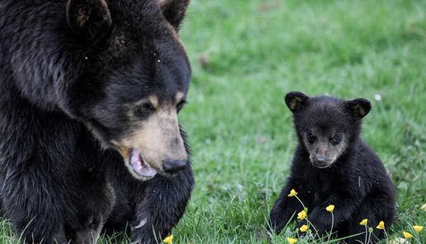 A newly born Baribal American black bear stands next to its mother