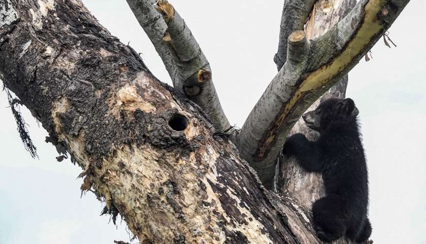 A newly born Baribal American black bear climbs up a tree next to its mother