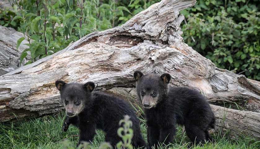 Newly born Baribal American black bears stand