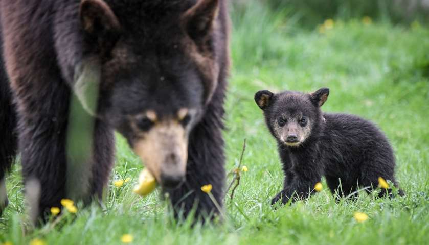 A newly born Baribal American black bear stands
