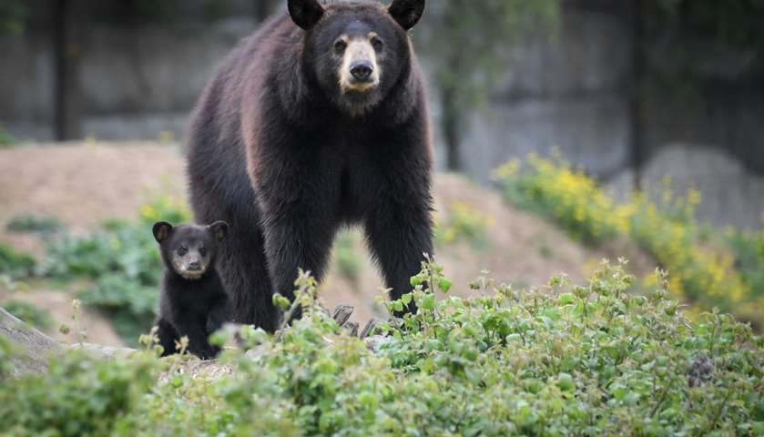 A female Baribal American black bear and her newborn cub stroll through their enclosure