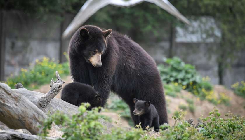 A female Baribal American black bear and her newborn cubs stroll through their enclosure