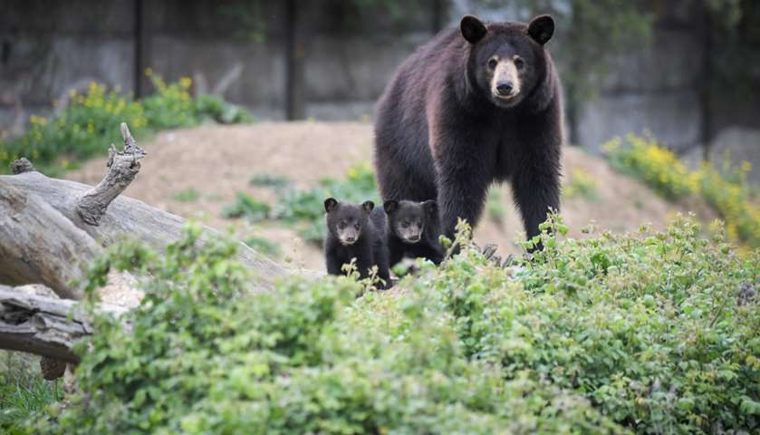 A female Baribal American black bear and her newborn cubs stroll through their enclosure