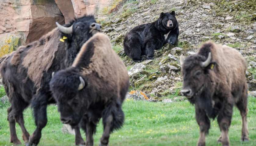 A Baribal American black bear rests near buffalos in their enclosure