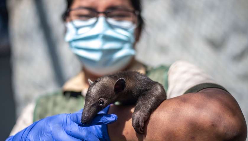 An employee holds a tamandua born during the quarantine