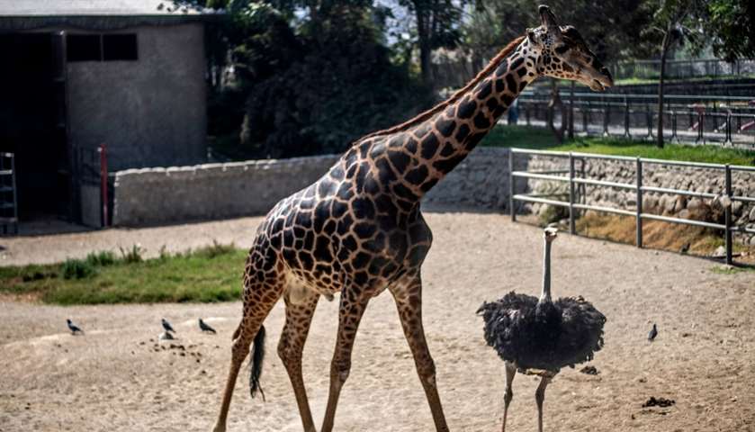 A giraffe and an ostrich