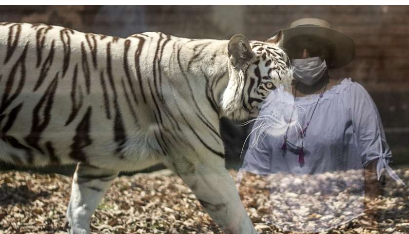 A white tiger is seen through a glass in which a woman wearing a face mask is reflected 
