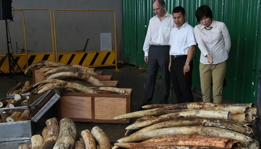 The illegal ivory are displayed before being destroyed by a rock-crusher machinery